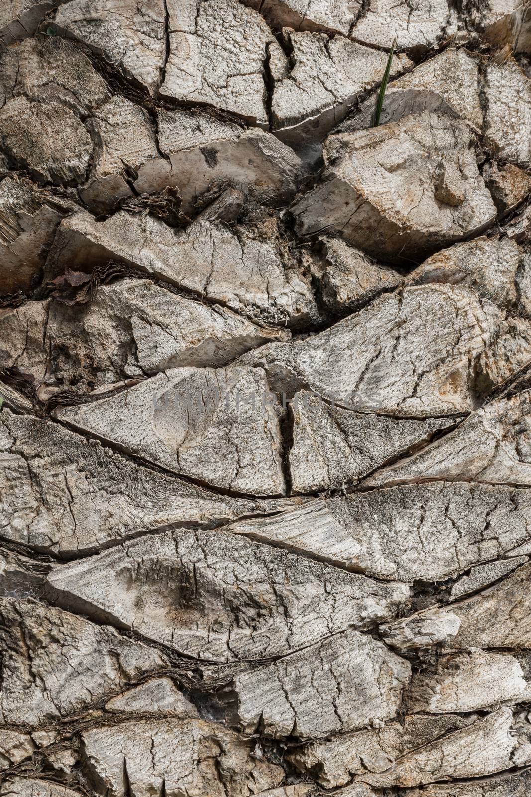 Bark of a palm tree by germanopoli