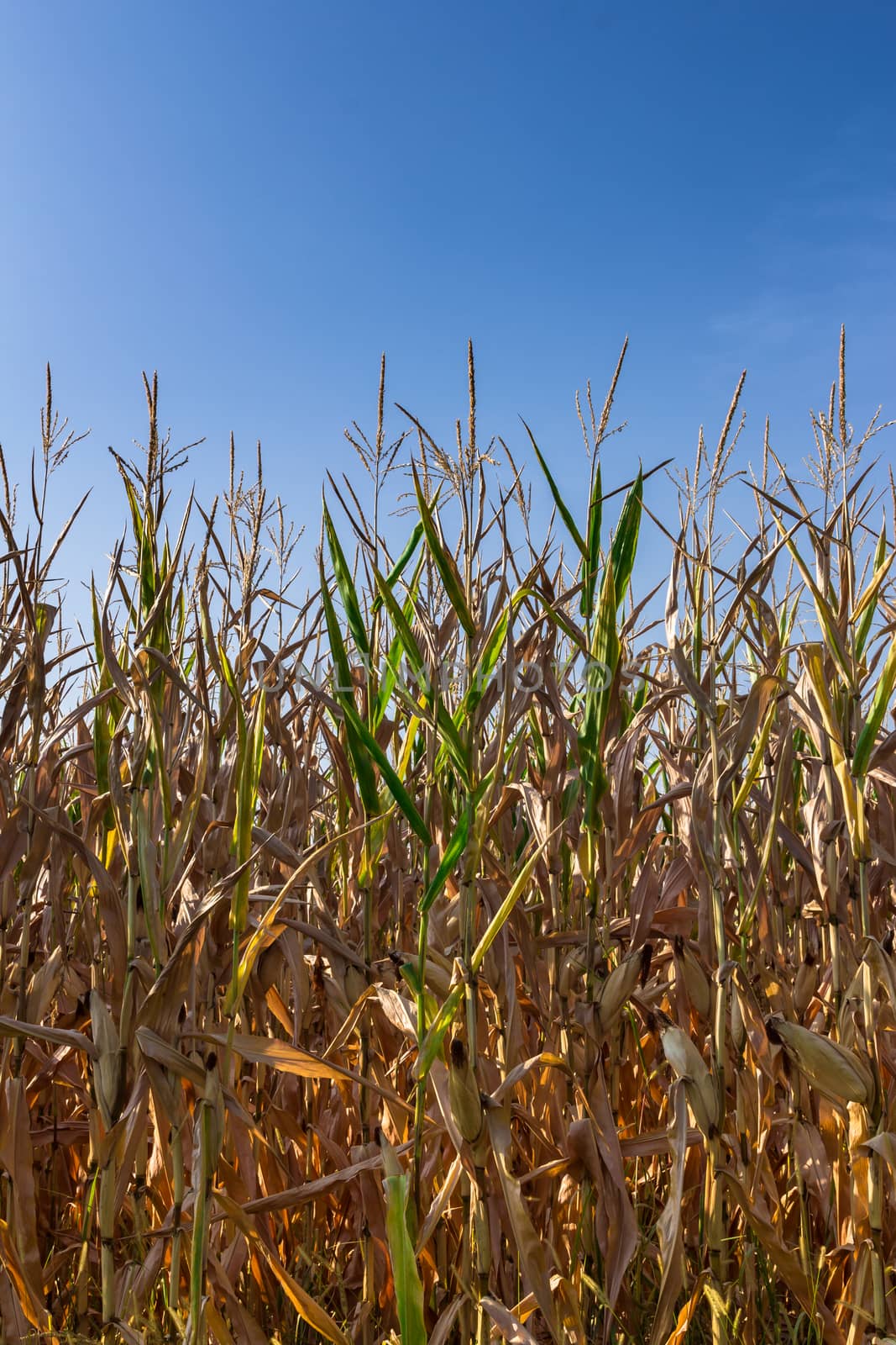 Wheat field by germanopoli