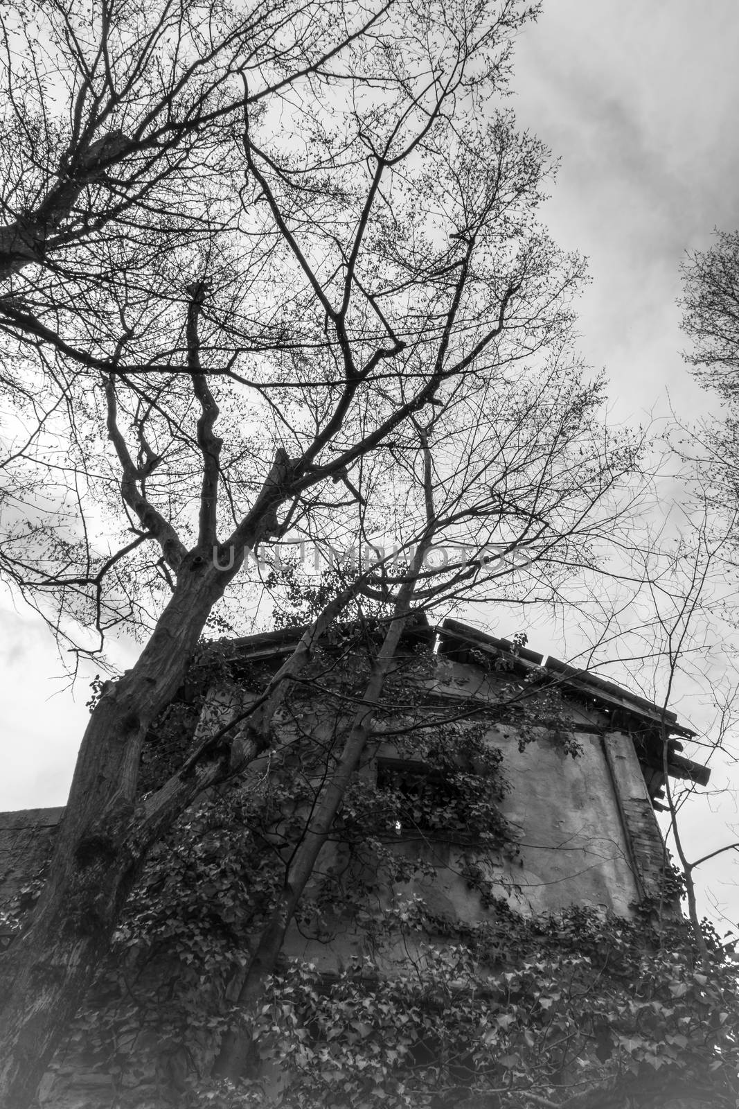 Abandoned old horror house in italy. Around trees, and nature takes over.
