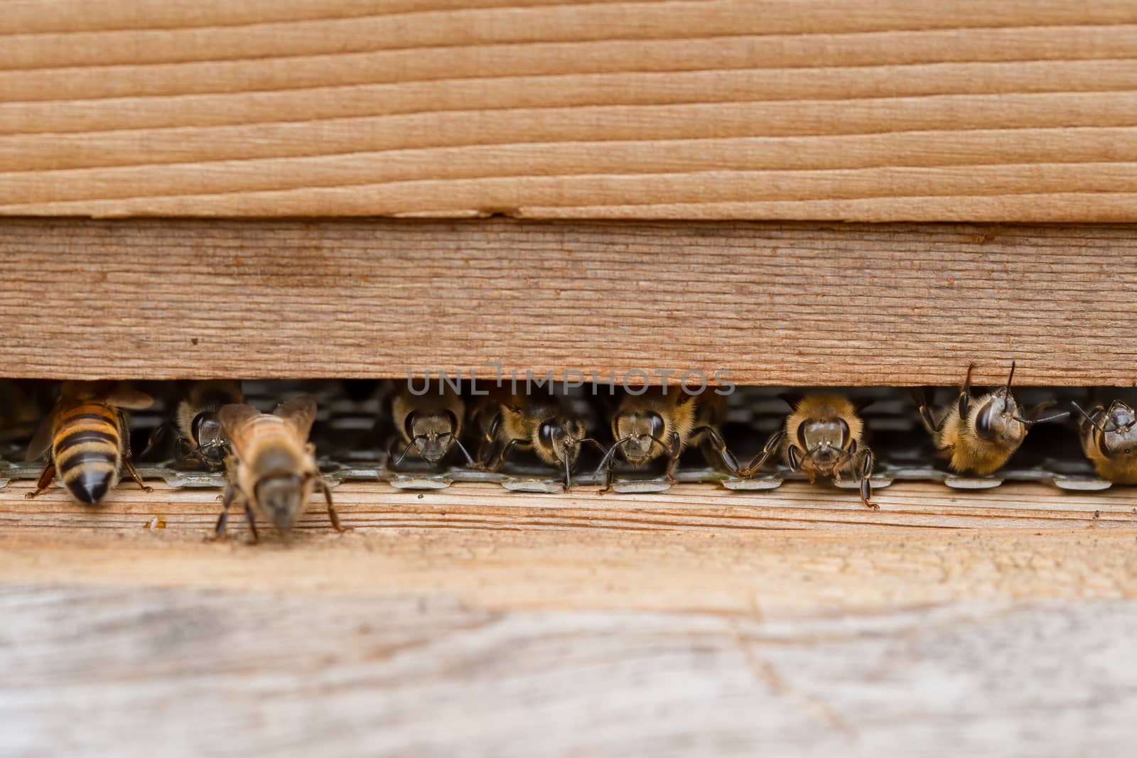 Close up of bees, apis mellifera, on a wooden beehive in a UK garden