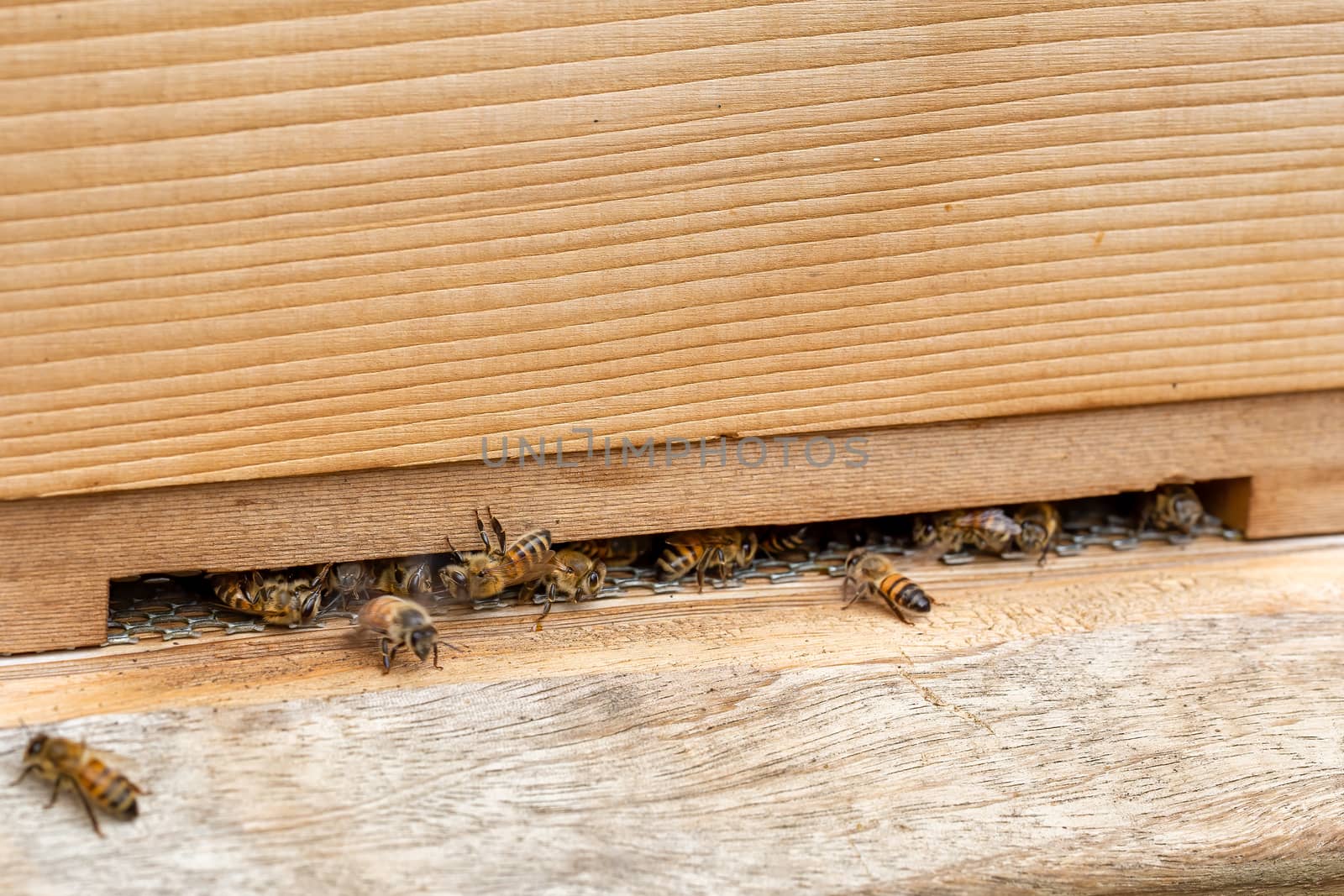 Close up of bees, apis mellifera, on a wooden beehive in a UK garden