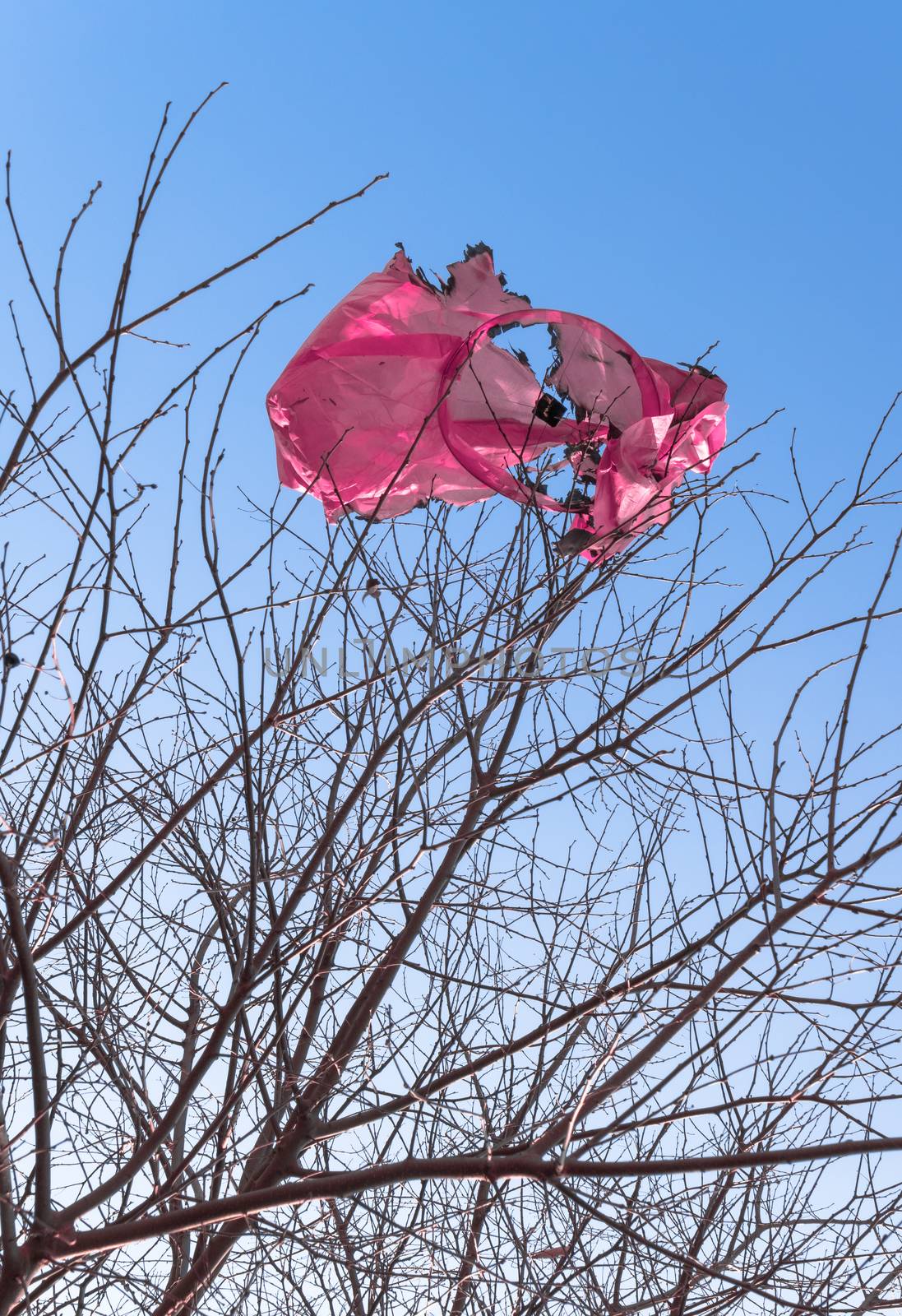 Remains of a burned flying lantern, entangled in the branches of a tree. The hidden dangers of those magical sky lantern festivals.