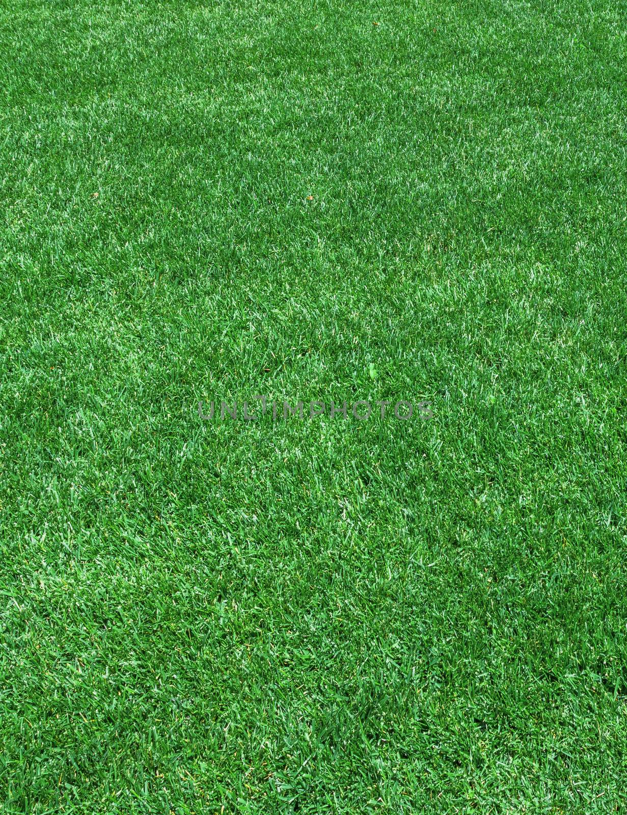 Texture of grass field ideal for your creative backgrounds