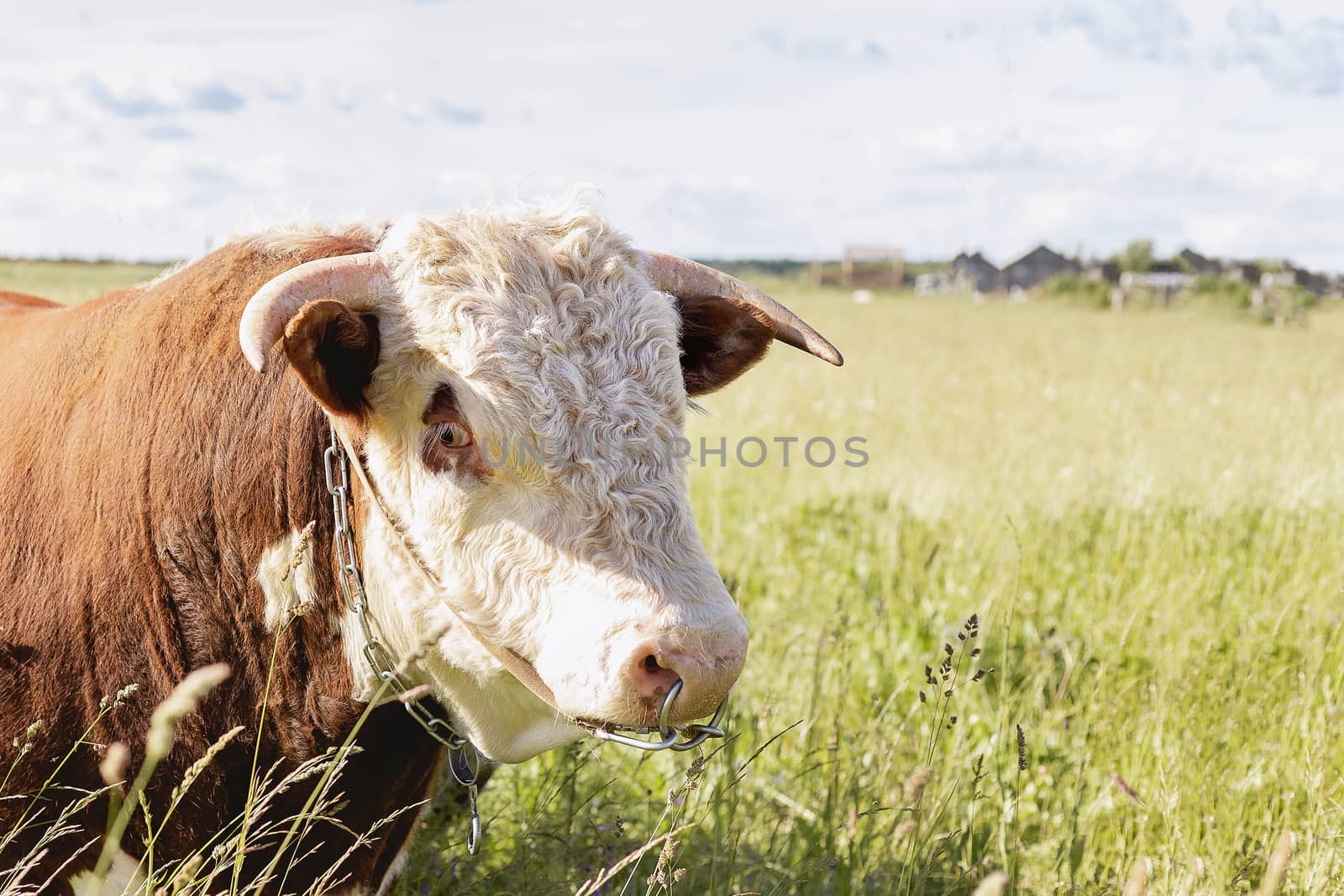 Year of the bull 2021. Bull zodiac symbol of the year 2021.The concept of livestock and organic food. Year of the bull 2021 eastern horoscope. Bull in the meadow close up. copy space. space for text