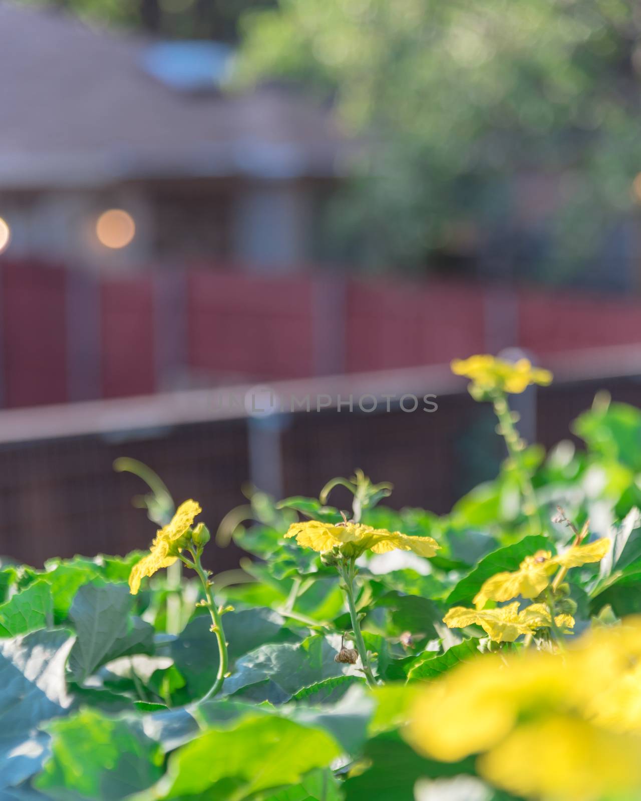 Organic Luffa plant with blossom yellow flowers on pergola at homegrown garden near Dallas, Texas, USA by trongnguyen