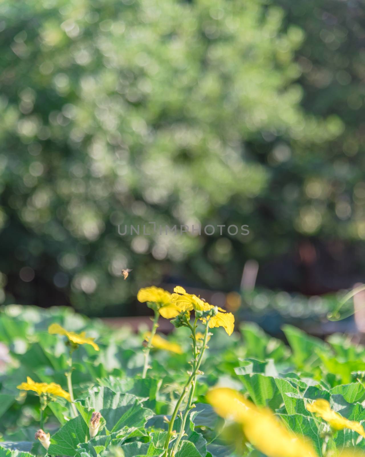Blossom yellow flowers of Luffa tropical vines with mature tree foliage background at organic garden near Dallas, Texas, USA by trongnguyen