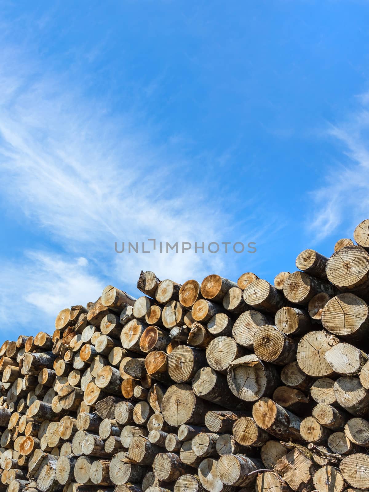 Stacks of firewood by germanopoli