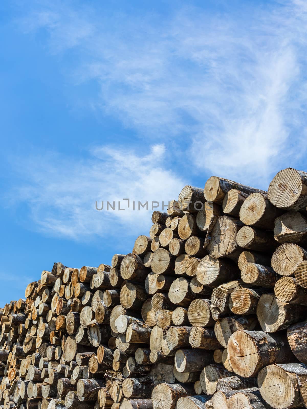 Stacks of firewood by germanopoli