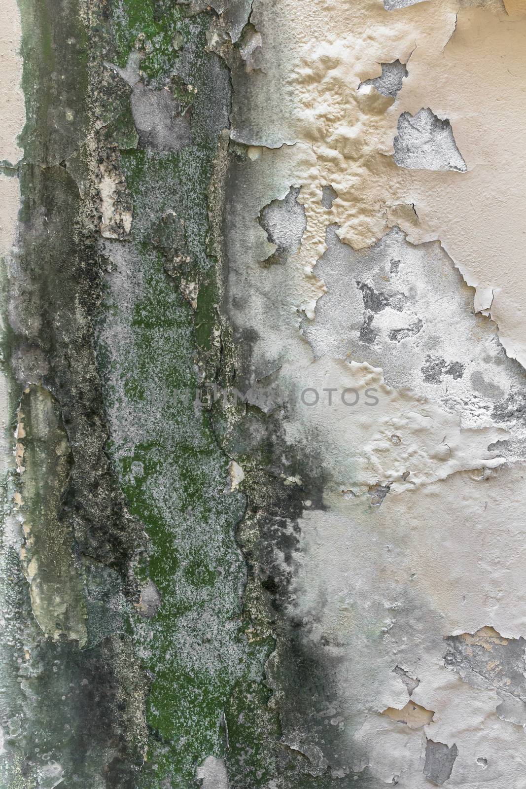 Rain water on the wall causing mold and peeling paint.