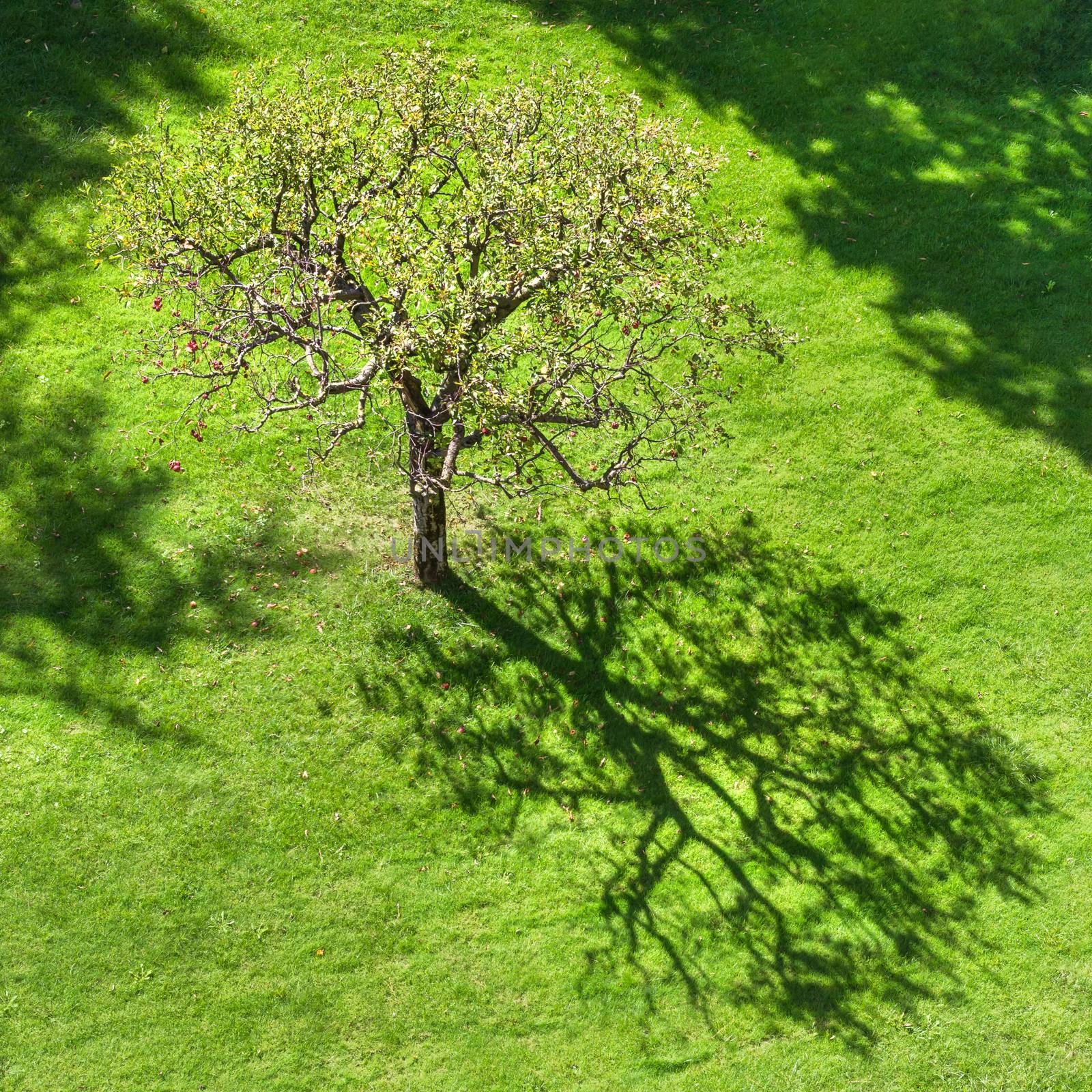 Tree with abstract shadow on green grass. Shade of a tree branches on turf grass in park.
