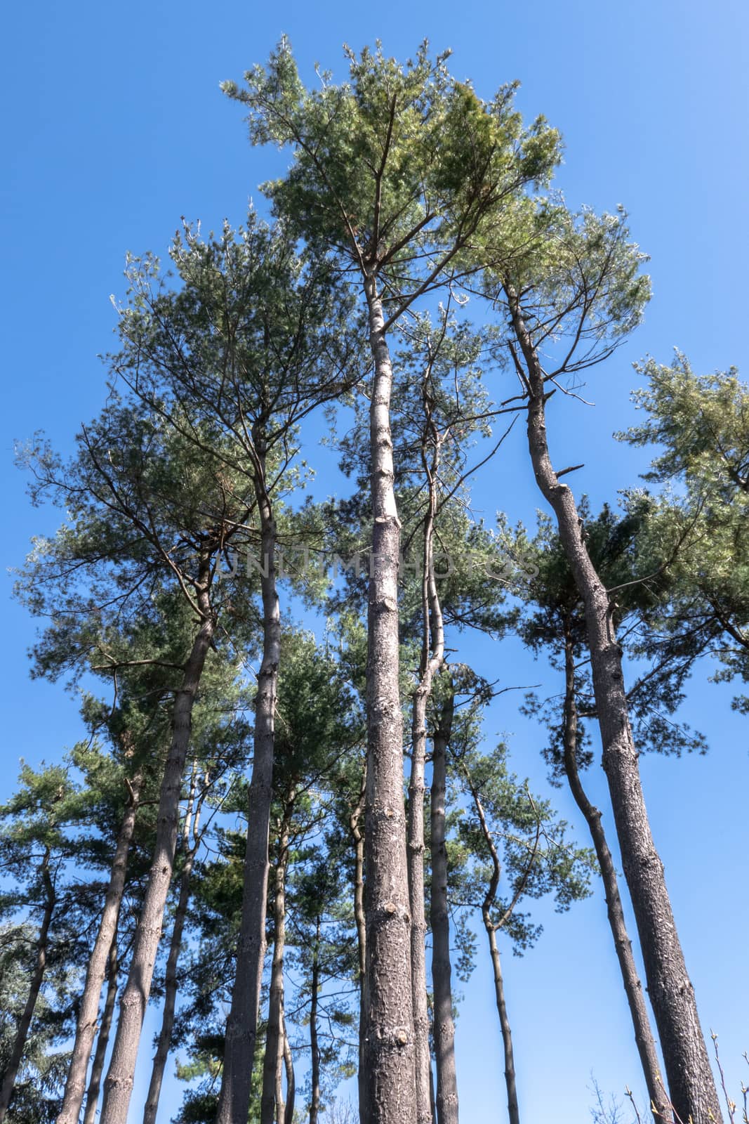 Italy. Evergreen Mediterranean trees with clear sky in the background. Bottom view.