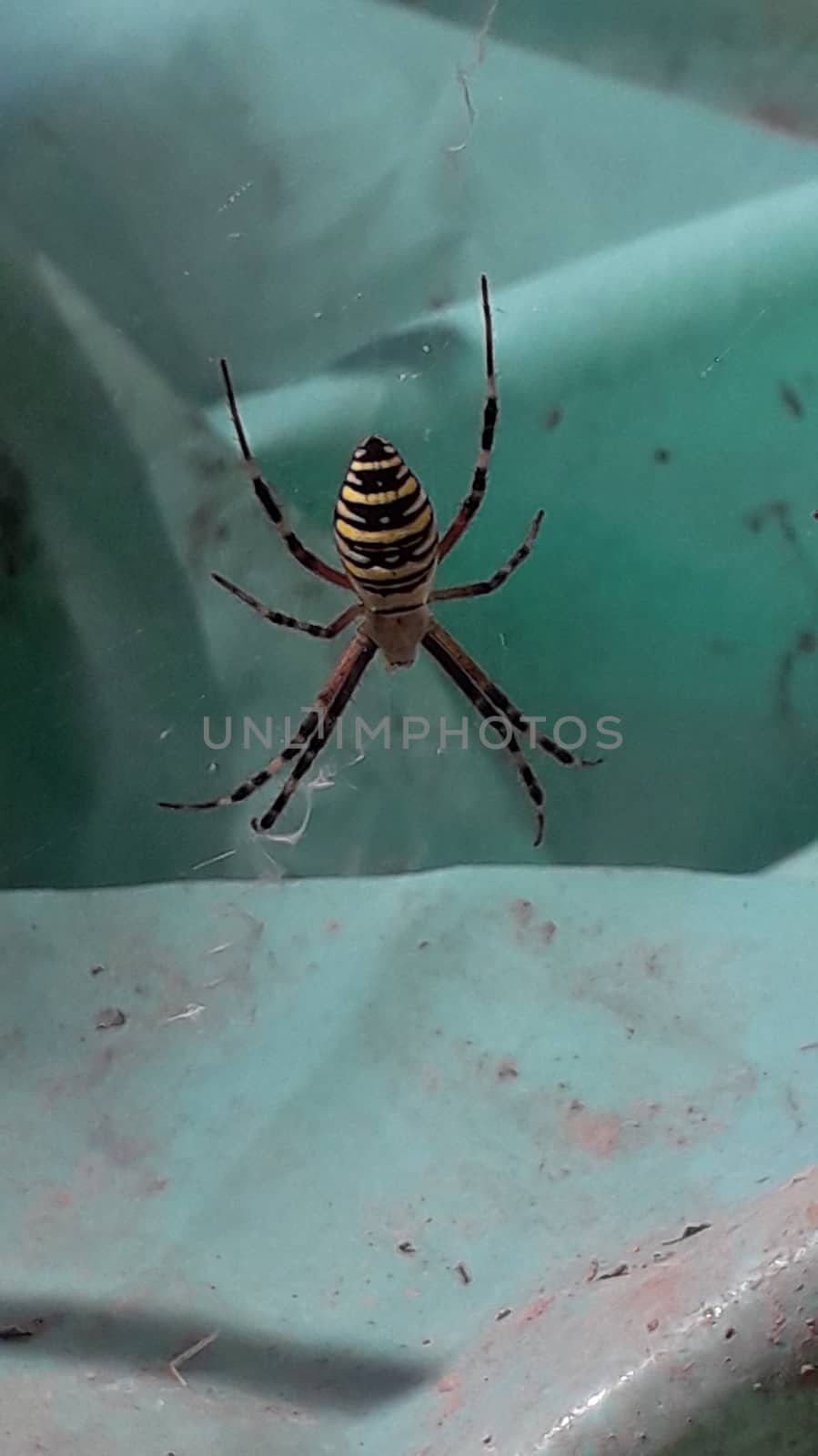 Large multi-colored and poisonous spider on a the web