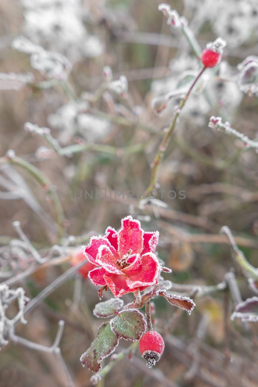 Red iced flower in exterior, with defocused blurred background.