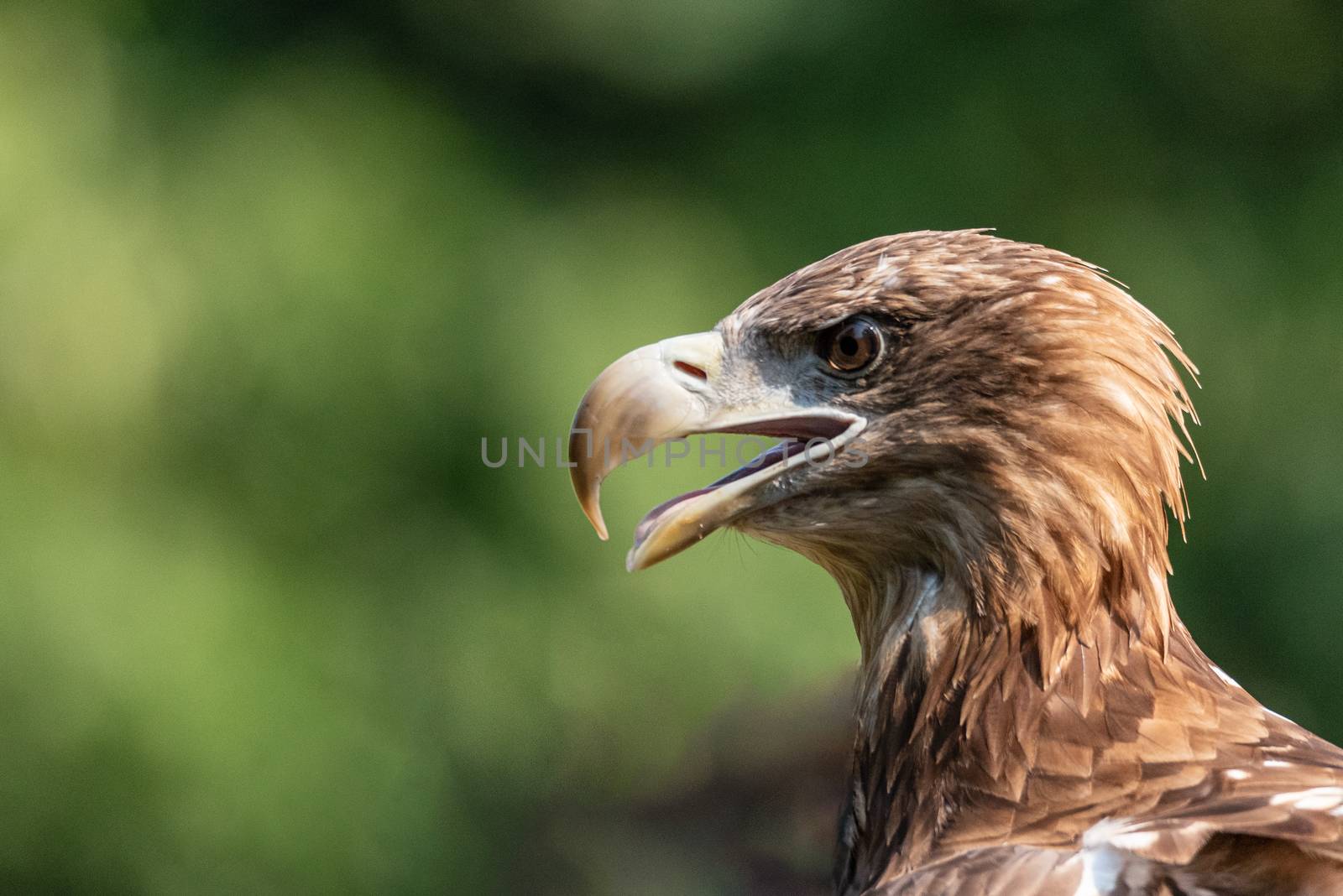 Close-up portrait of a golden eagle, a large American bird taken outdoors on a natural green background