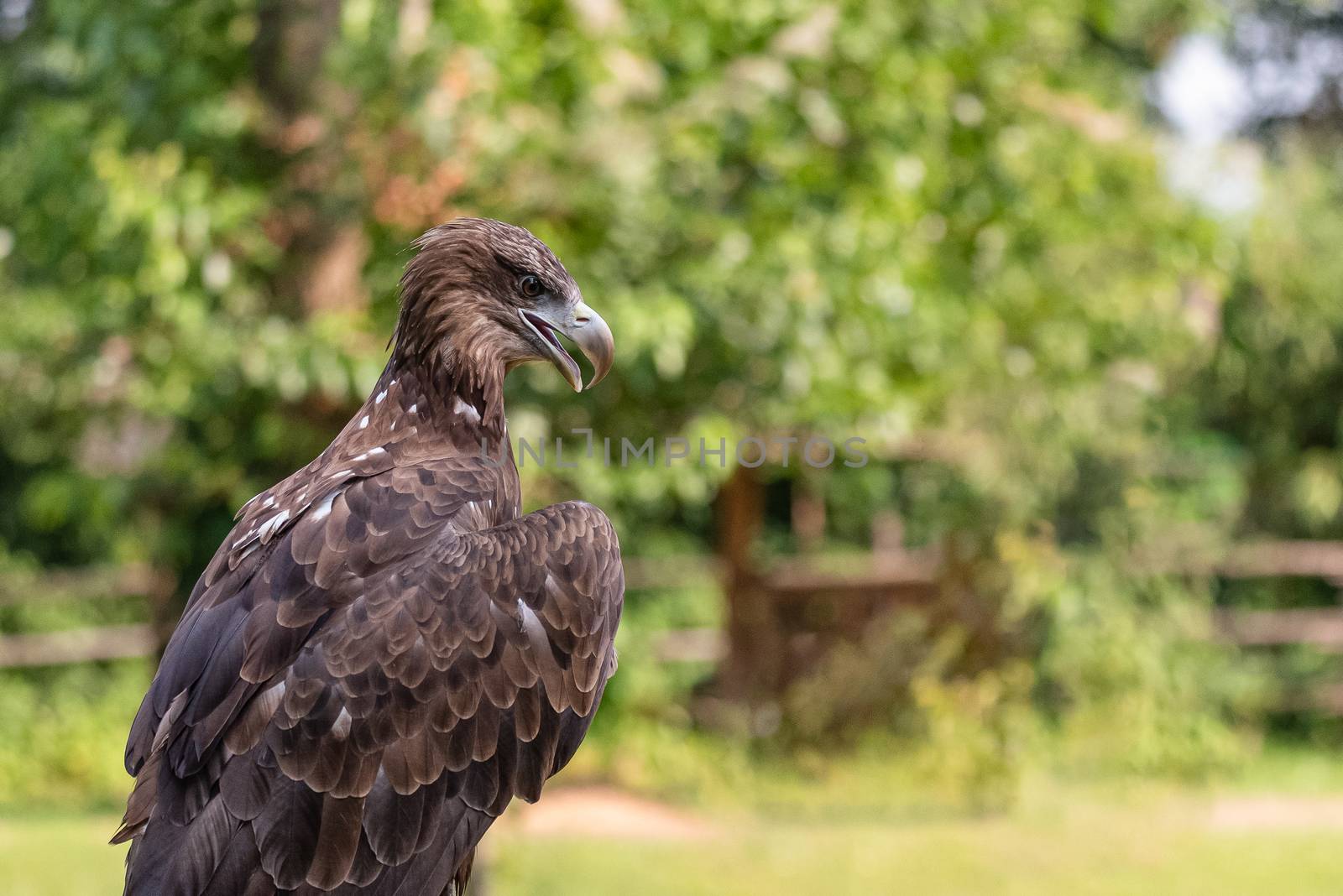 Close-up portrait of a golden eagle a large American bird by brambillasimone