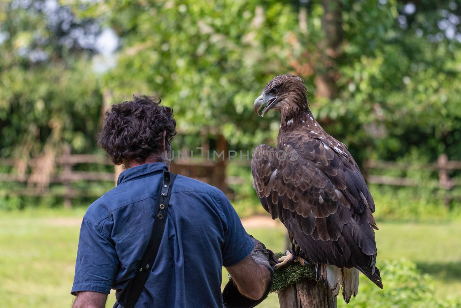 Falconer seen from behind next to a golden eagle placed on a pole for training, large American bird shot outdoors on a natural green background