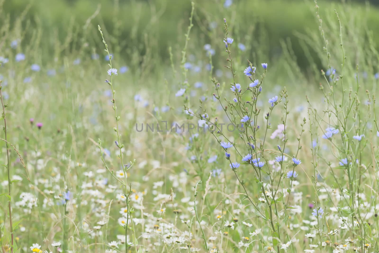 3 - Dense flowering plants cover this meadow. Background and texture use, subject is a large blue flowering chicory plant.
