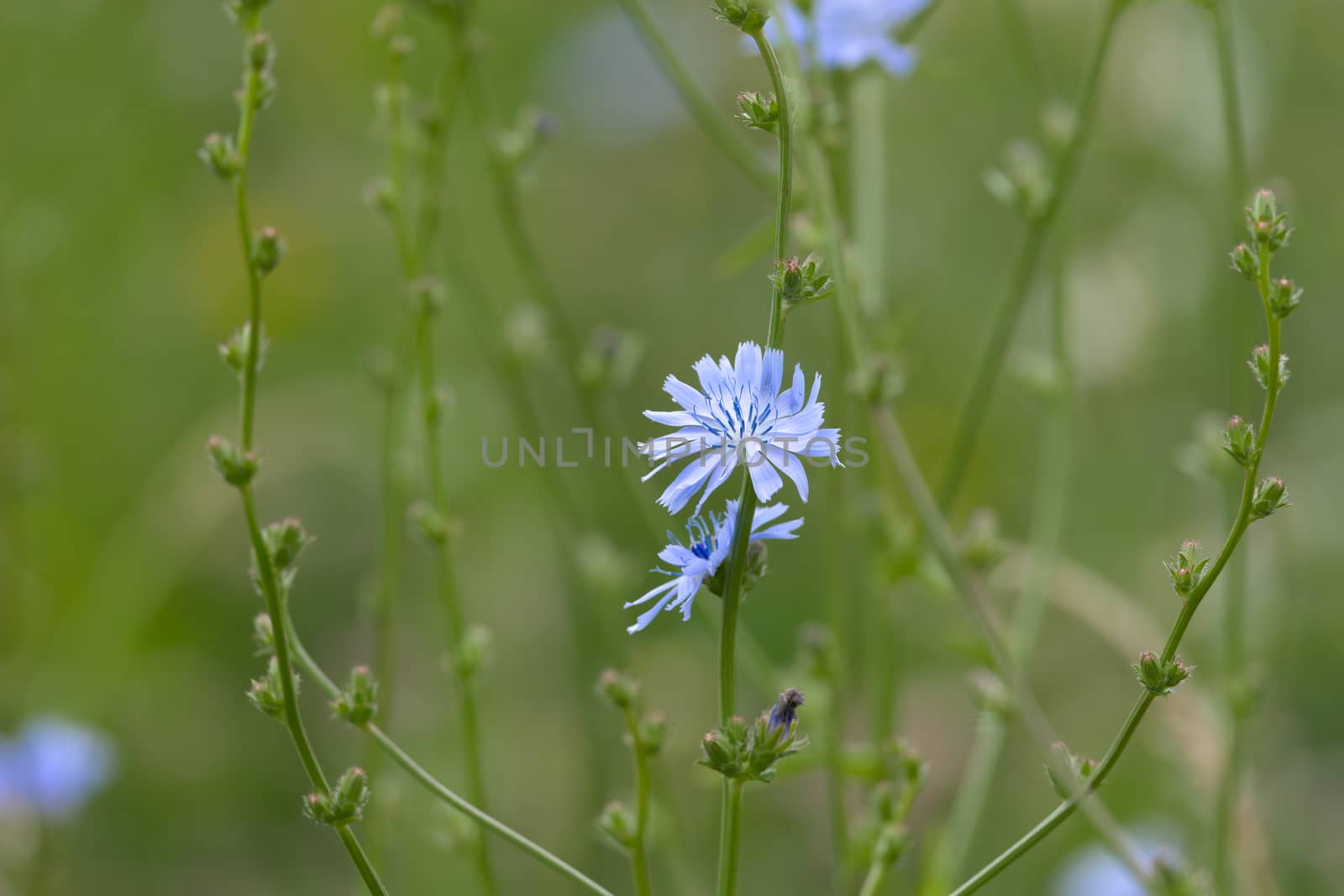 6 - Bright white and blue petals of a chicory plant flower. Plain green smooth background from selective focus technique. Wild meadow texture.