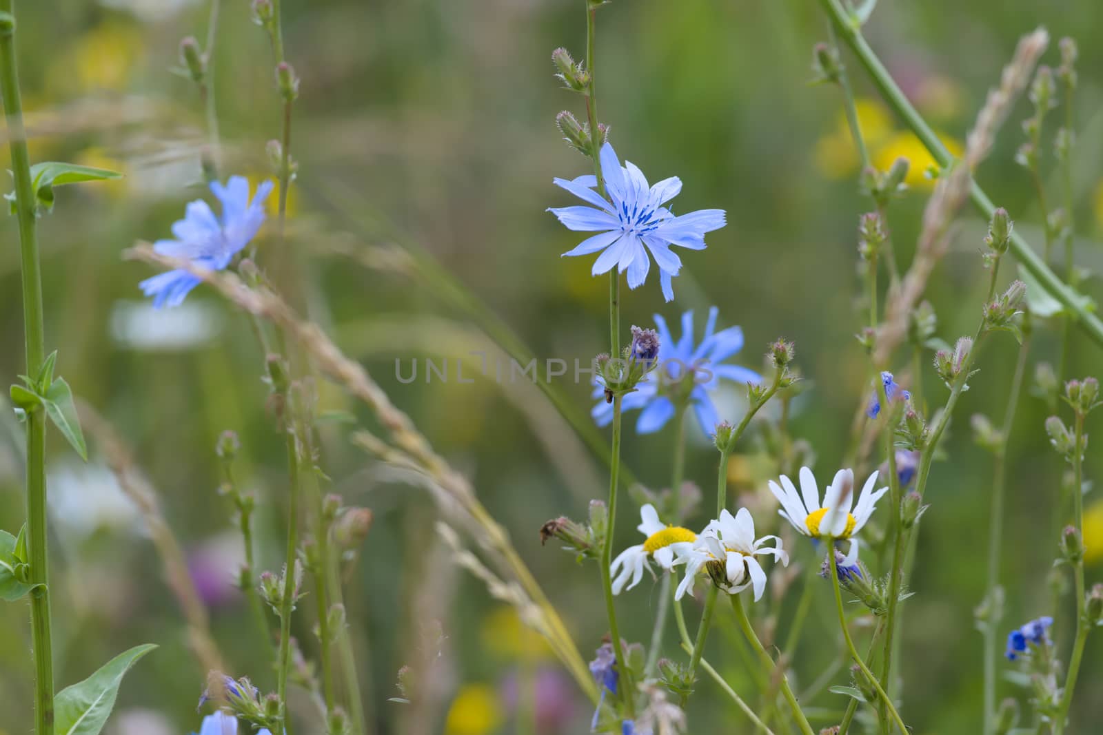 7 - Multicolored image of many meadow flowers. Close up perspective, blue chicory flower is the focus. Daises present too in front of green background