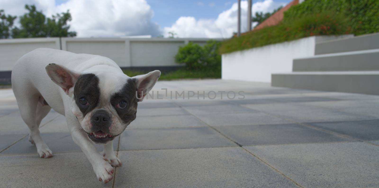 French bulldog on the sidewalk looking at the camera. by noppha80