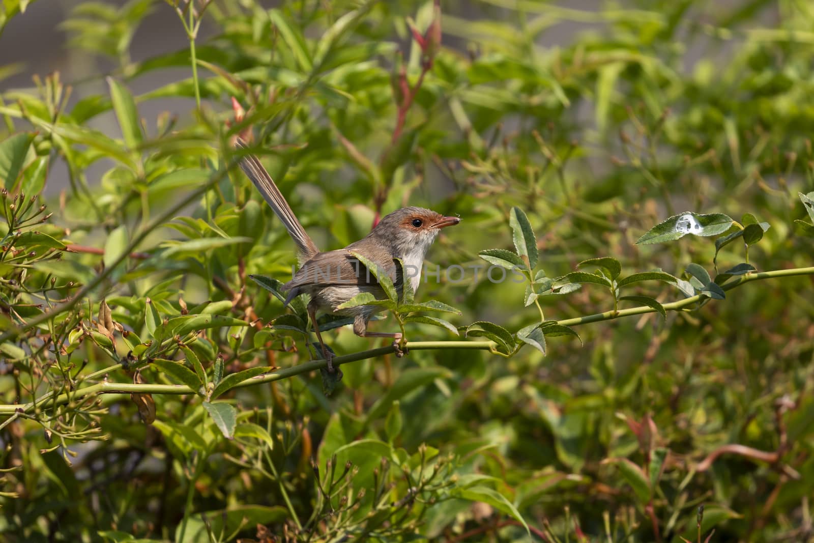 A female Superb Fairy-Wren sitting on a green branch in Australia by WittkePhotos