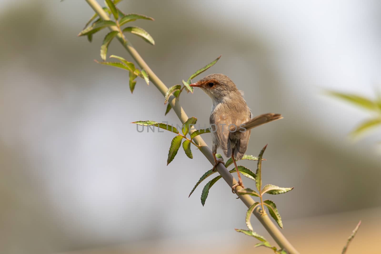 A female Superb Fairy-Wren sitting on a green branch in Australia by WittkePhotos