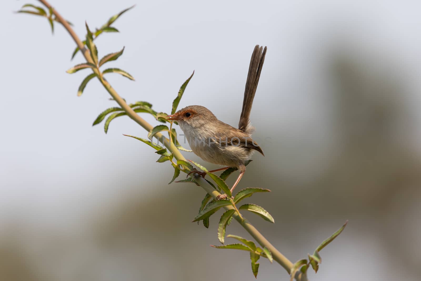 A female Superb Fairy-Wren sitting on a green branch in Australia by WittkePhotos