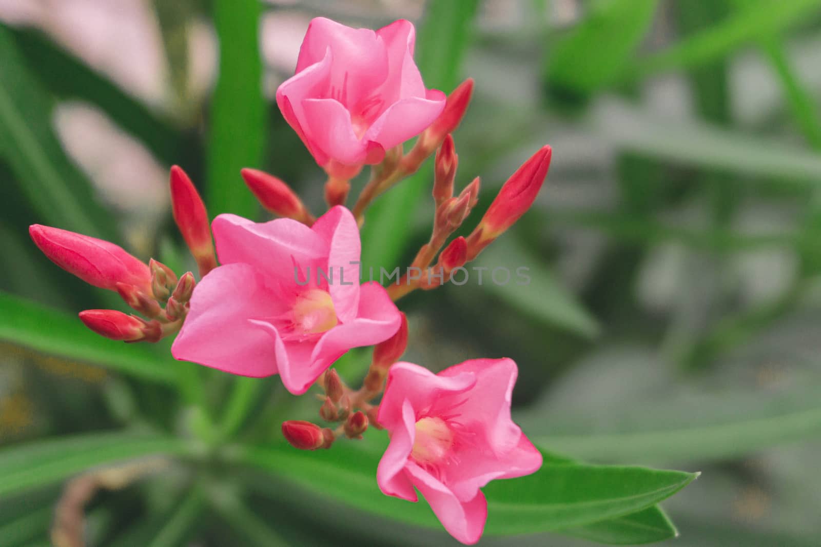 Closeup Plumeria pink color on green grass  background for spa relax