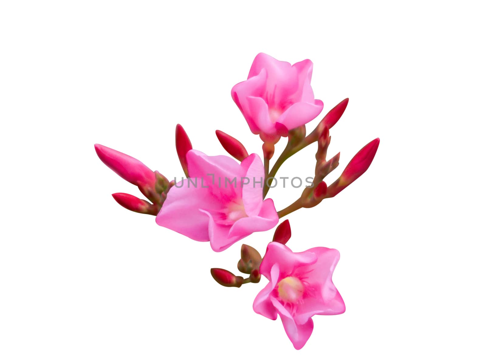 Closeup Plumeria pink color on white background for spa relax by pt.pongsak@gmail.com