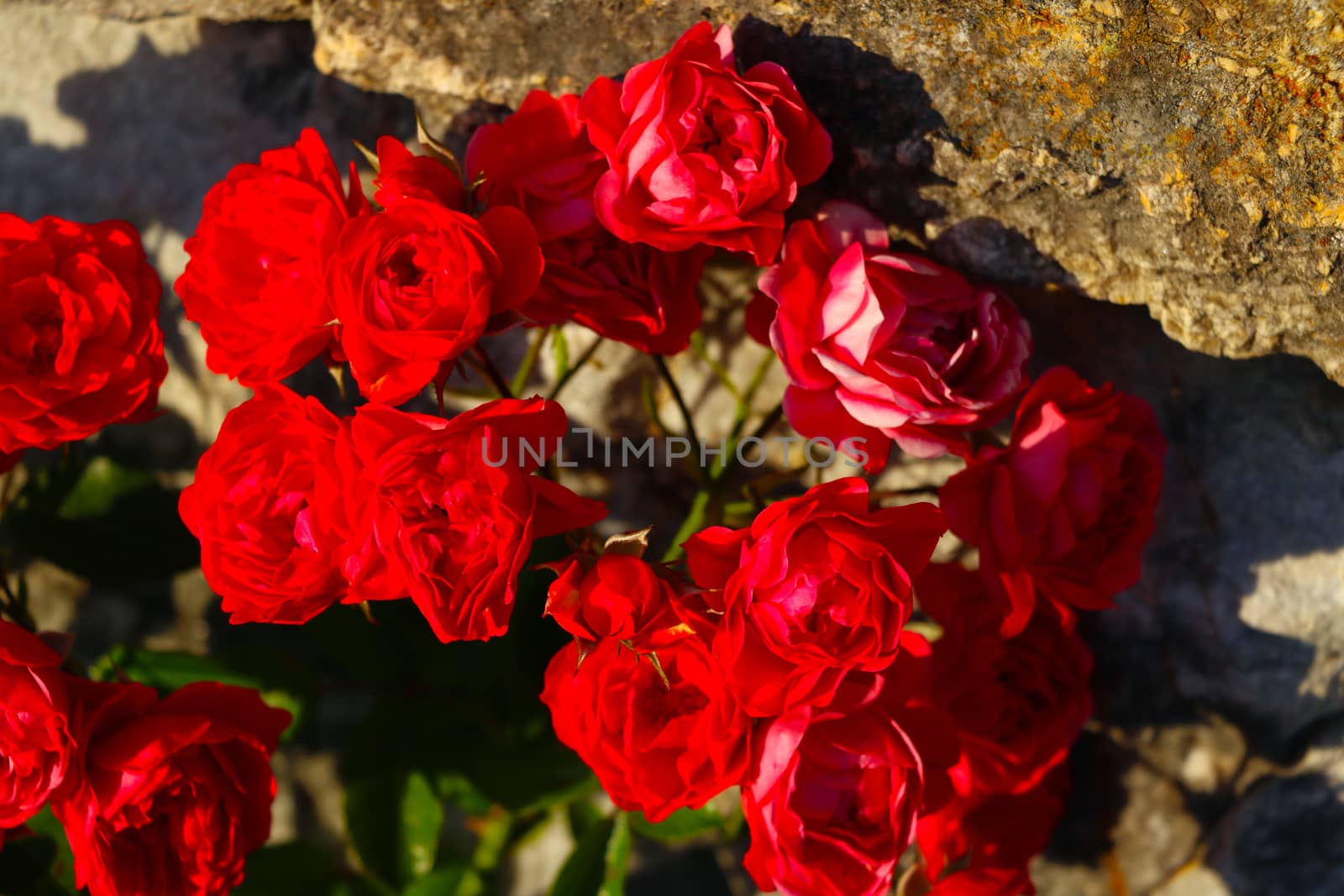 Close-up view of red garden roses. nature