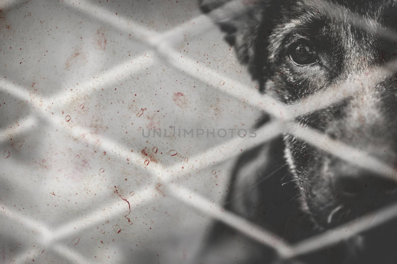 Dogs abandoned and caged, pet detail seeking adoption, grief and sadness. Retro style photo.