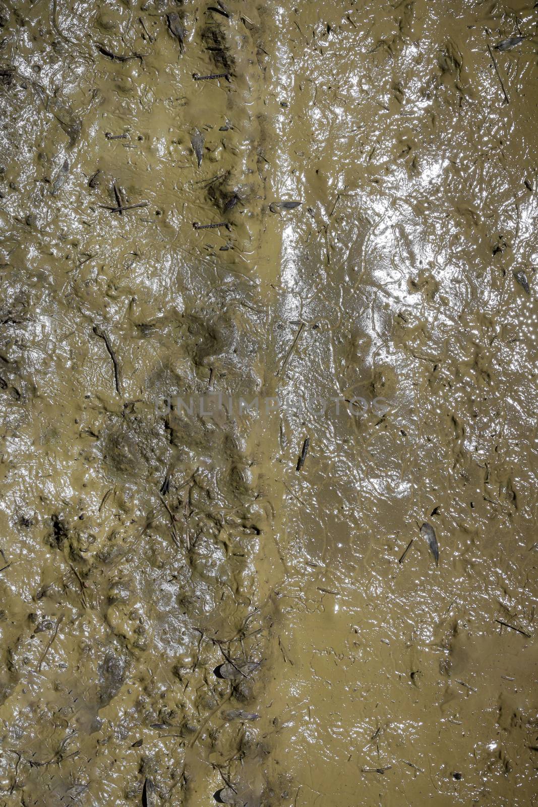 Texture of mud. Wet dirt. Puddle. Mud background