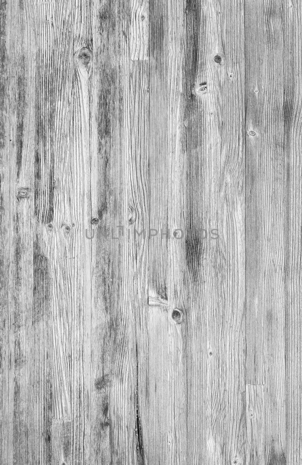 Monochrome wood background. Close-up white wood texture. High resolution picture of blank space for many uses.