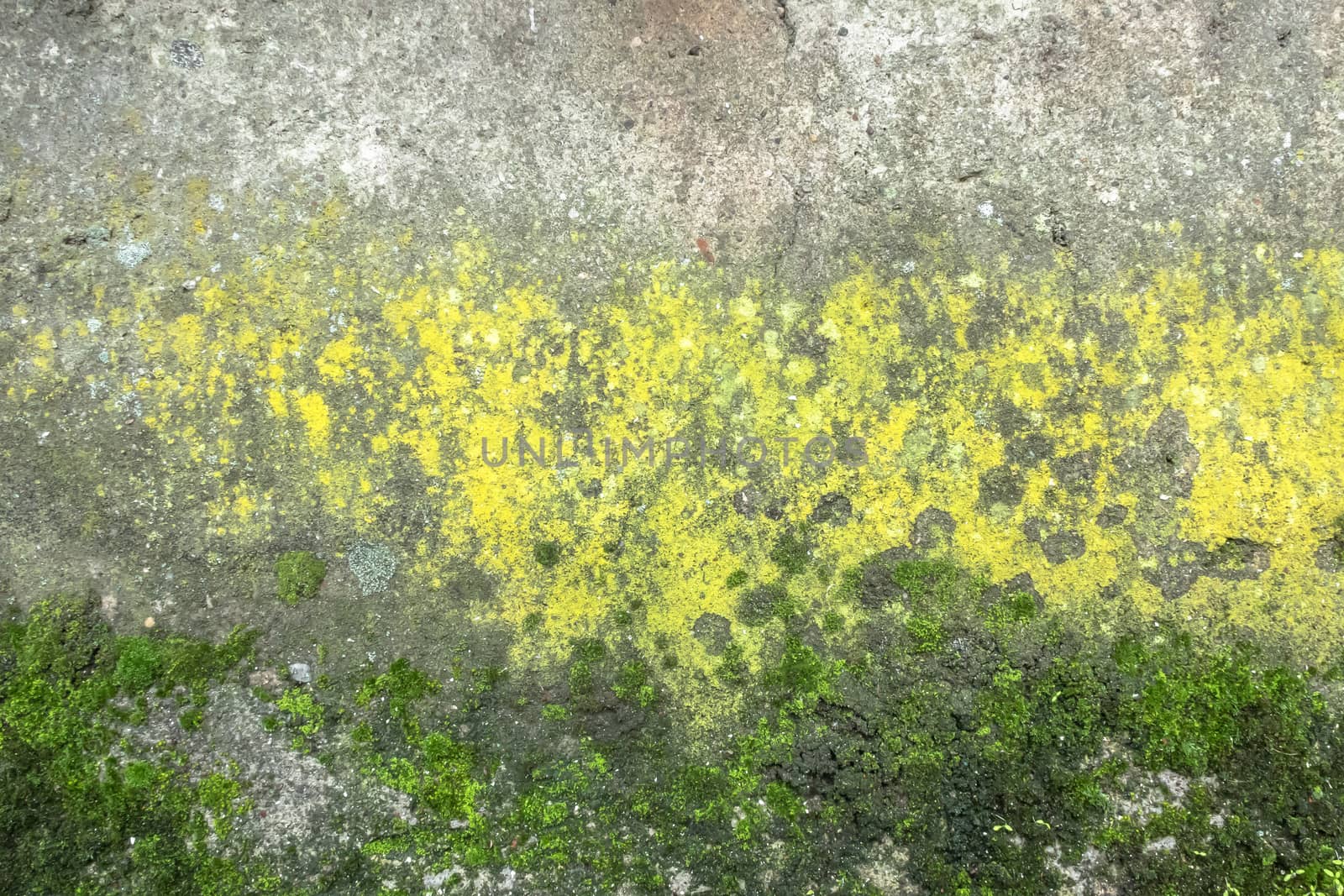 Grunge wall surface textures with moss and mold