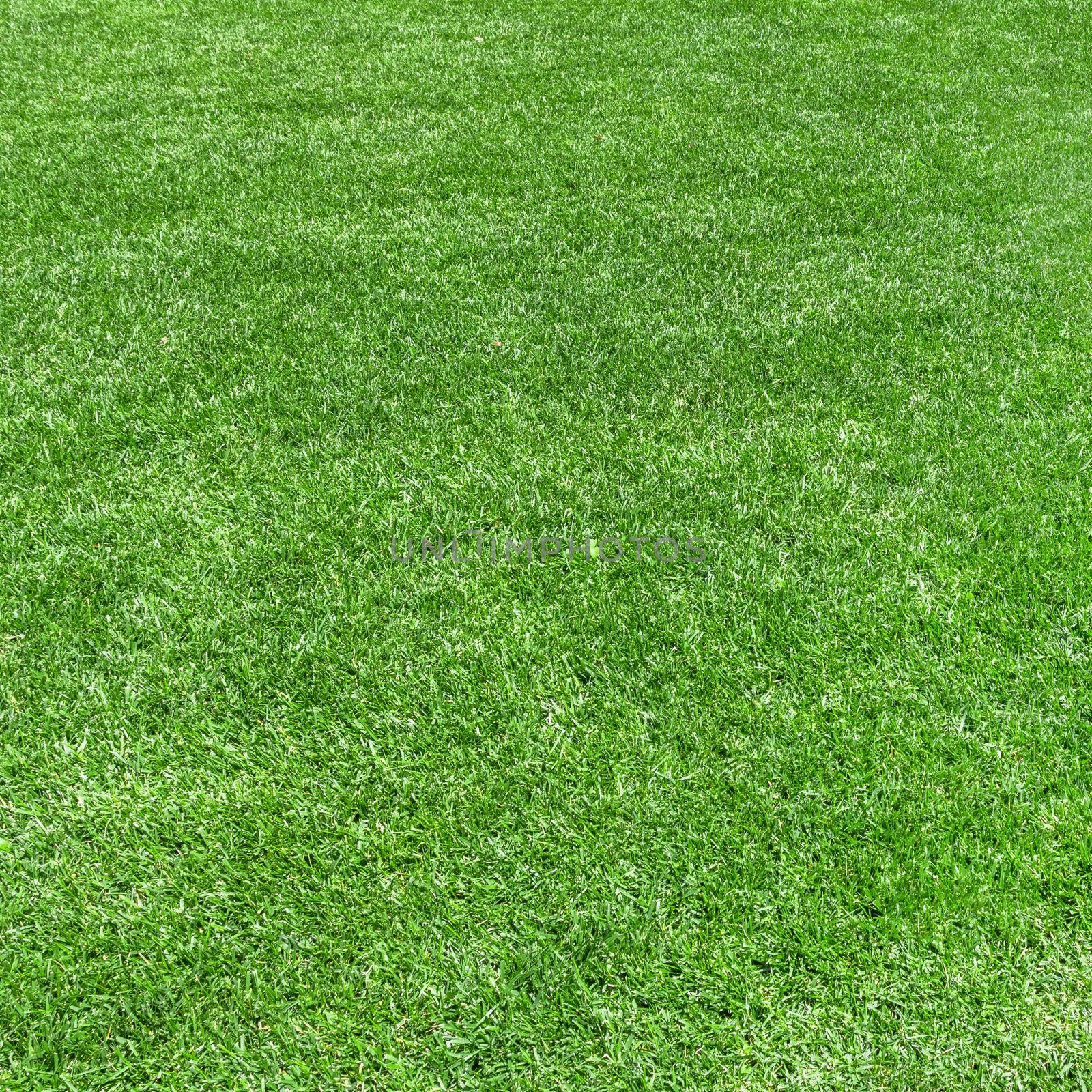 Grass background. Green grass natural, just cut. Ideal for texture, backgrounds and concepts.