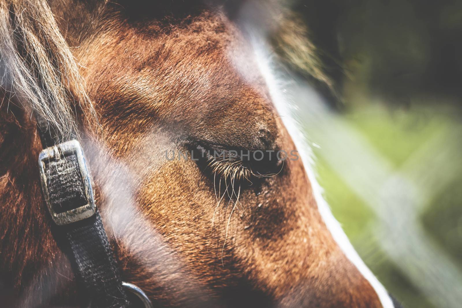 Sad face of a horse in harness with his eyes closed. Retro style photo. Defocused blurry background. Copy space.