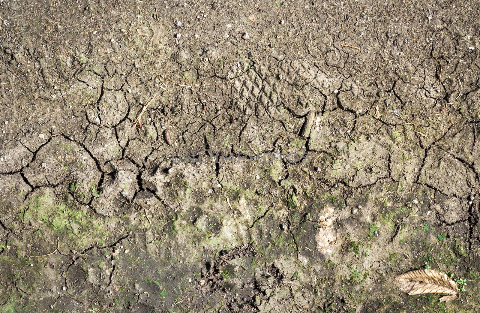 Cracked and dried earth with grass by germanopoli