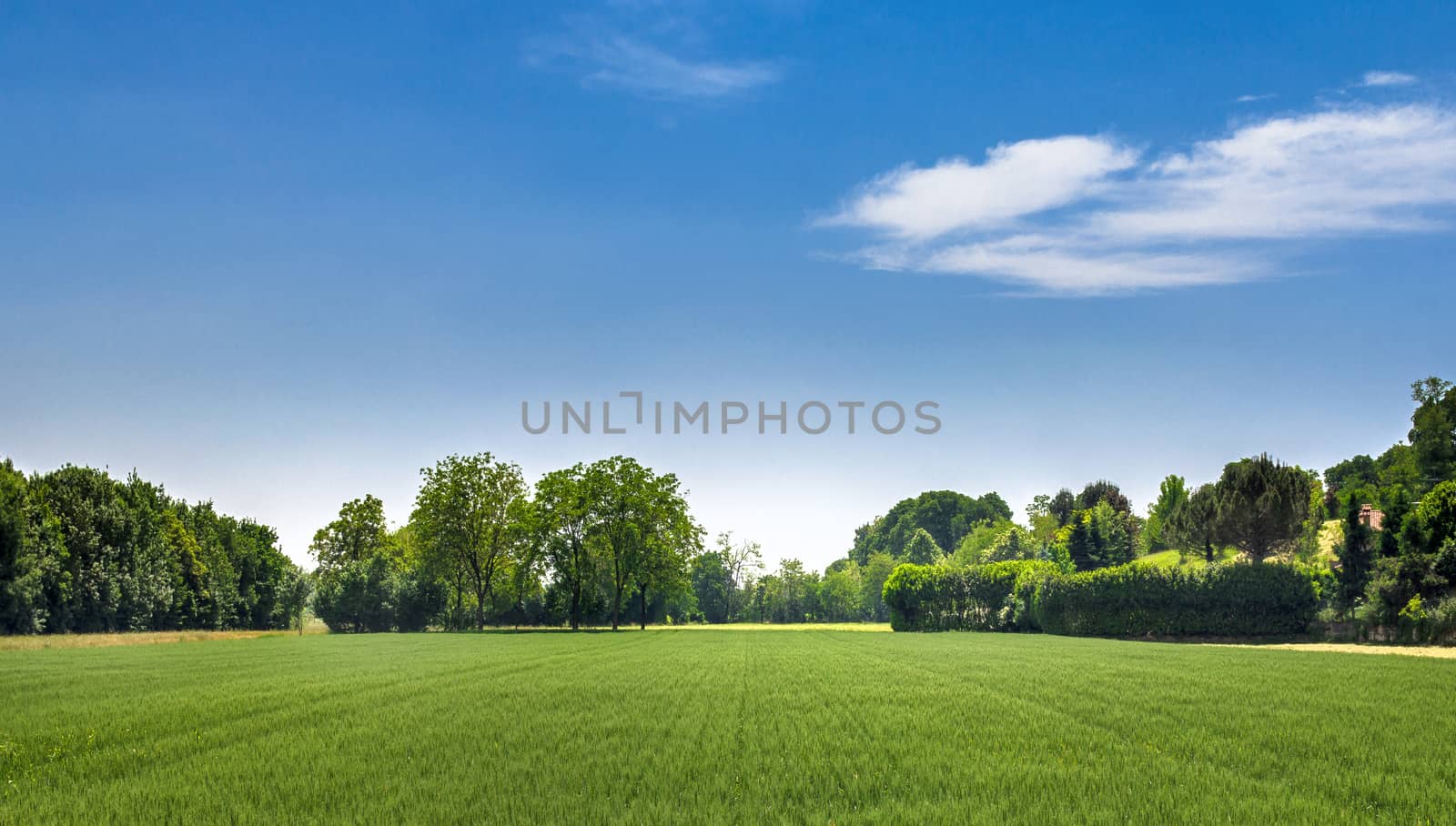 Countryside landscape. Italy. Beautiful typical countryside summer landscape.