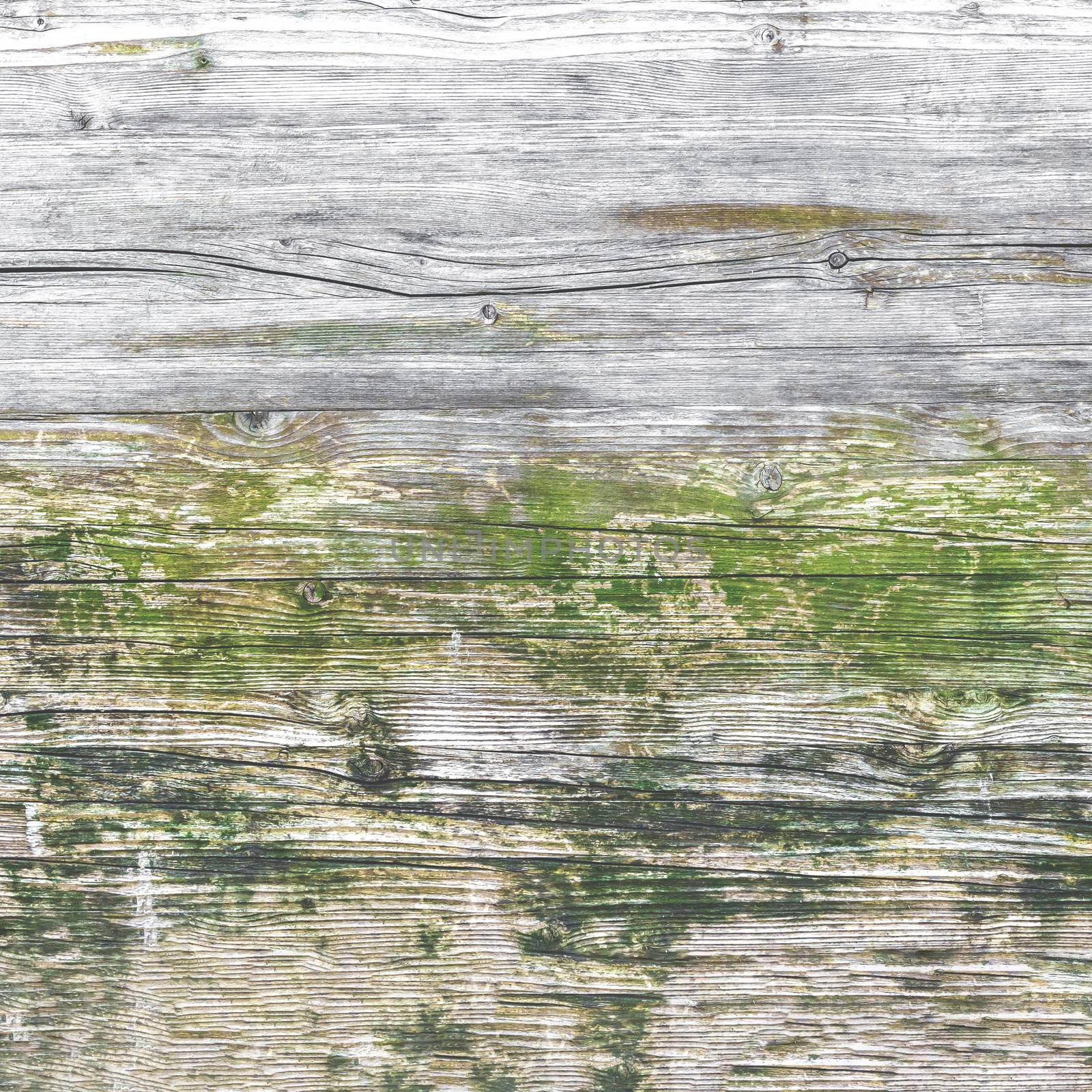 Wood texture with moss and mold. Ideal for concepts and backgrounds.