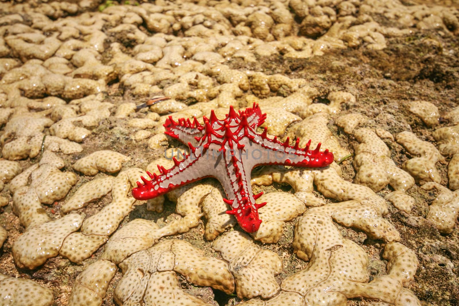 African Red-knobbed Starfish (Protoreaster linckii) on wet yellow corals during low tide. Malindi, Kenya