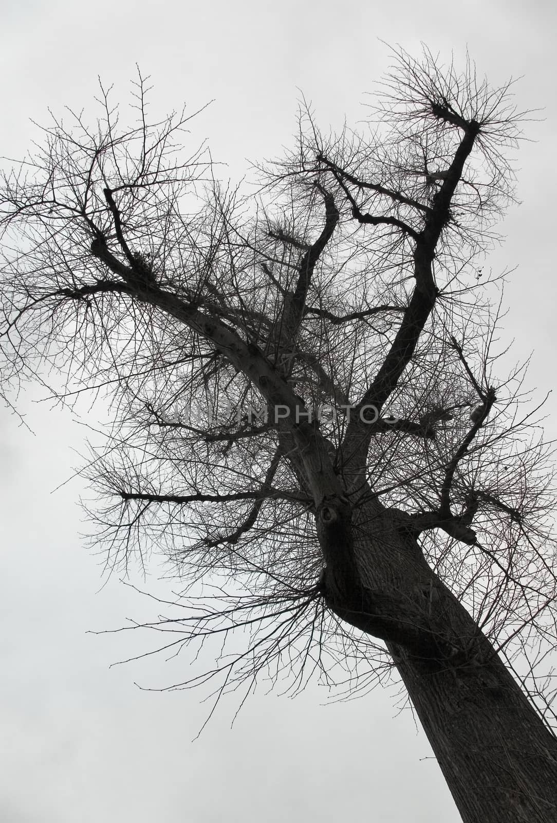 Looking up to gray sky through tree branches forming fractal lik by Ivanko