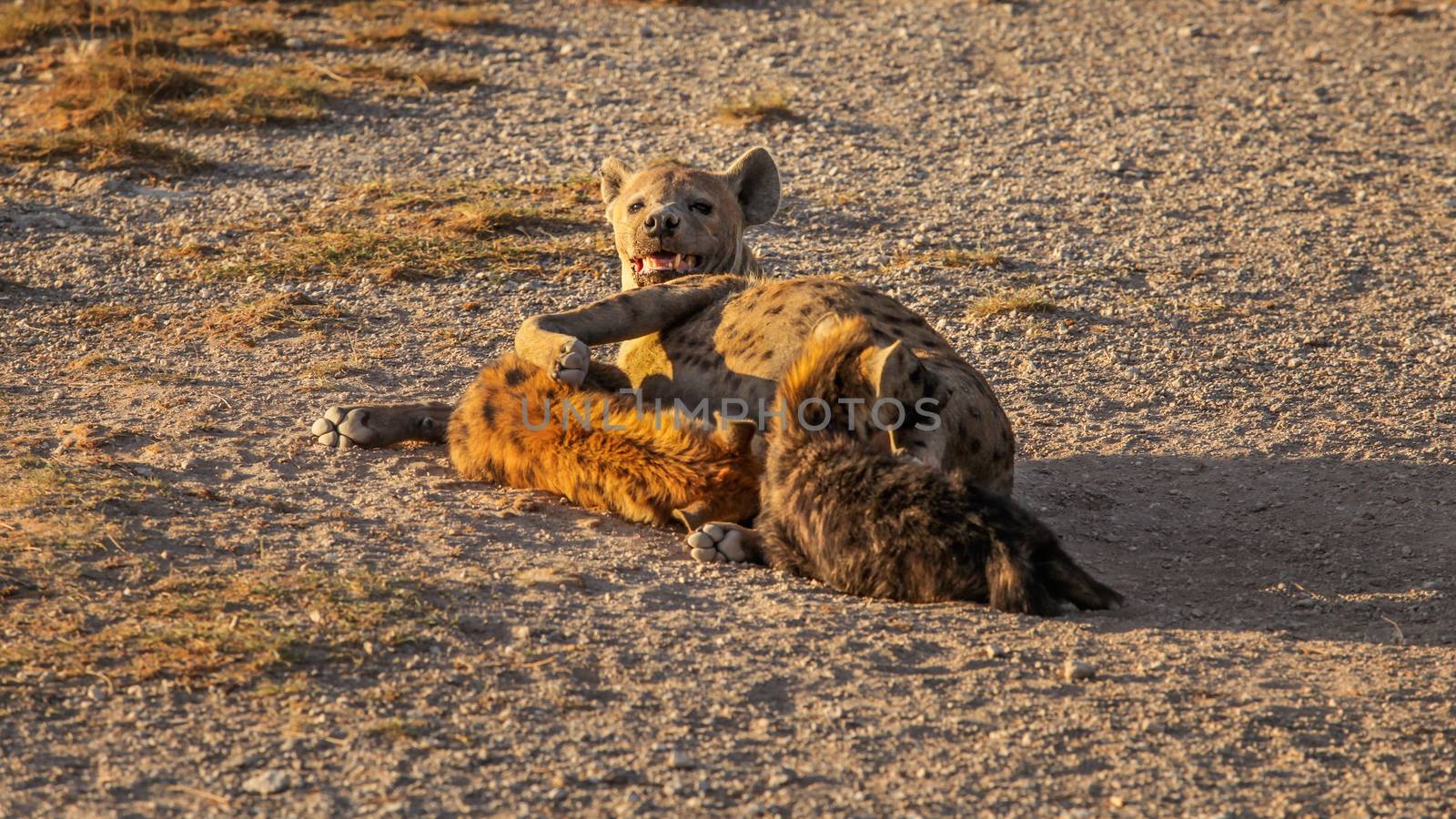 Spotted hyena (Crocuta crocuta) feeding her cub lying on the ground. Amboseli national park, Kenya