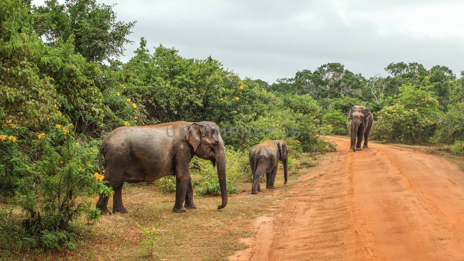 Three Sri Lankan elephants (Elephas maximus maximus) crossing red dusty road. Yala National Park, Sri Lanka