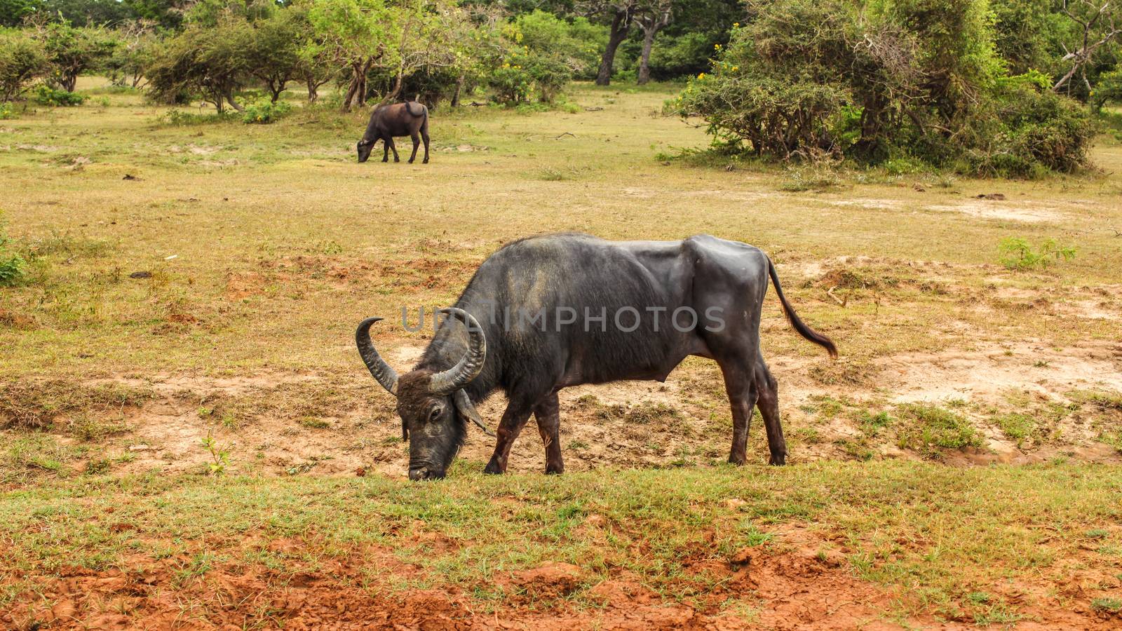 Wild water buffalo (Bubalus arnee) feeding on a grass. Yala national park, Sri Lanka