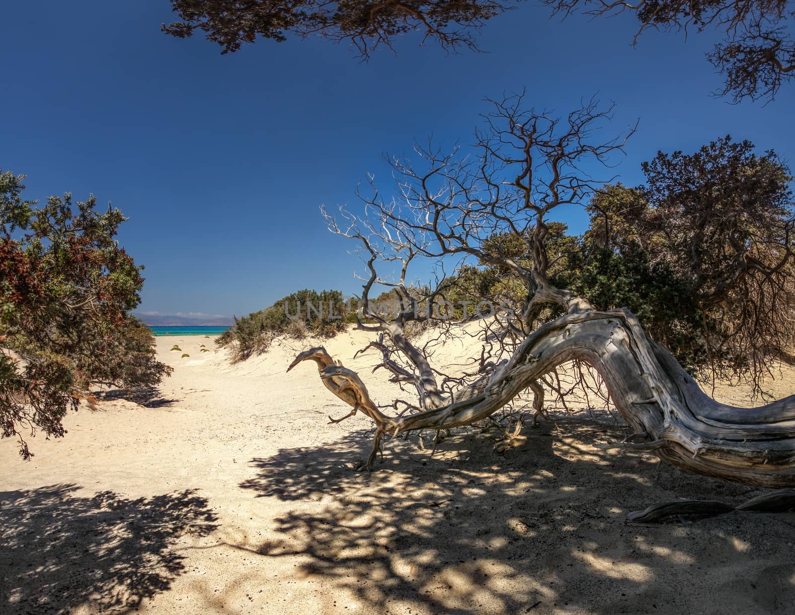 Large-fruited juniper (Juniperus macrocarpa) tree on sandy beach by Ivanko