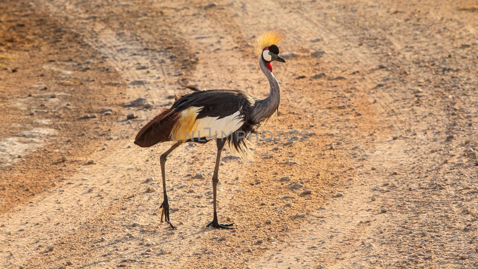 Black crowned crane (Balearica pavonina) crossing road in aftern by Ivanko