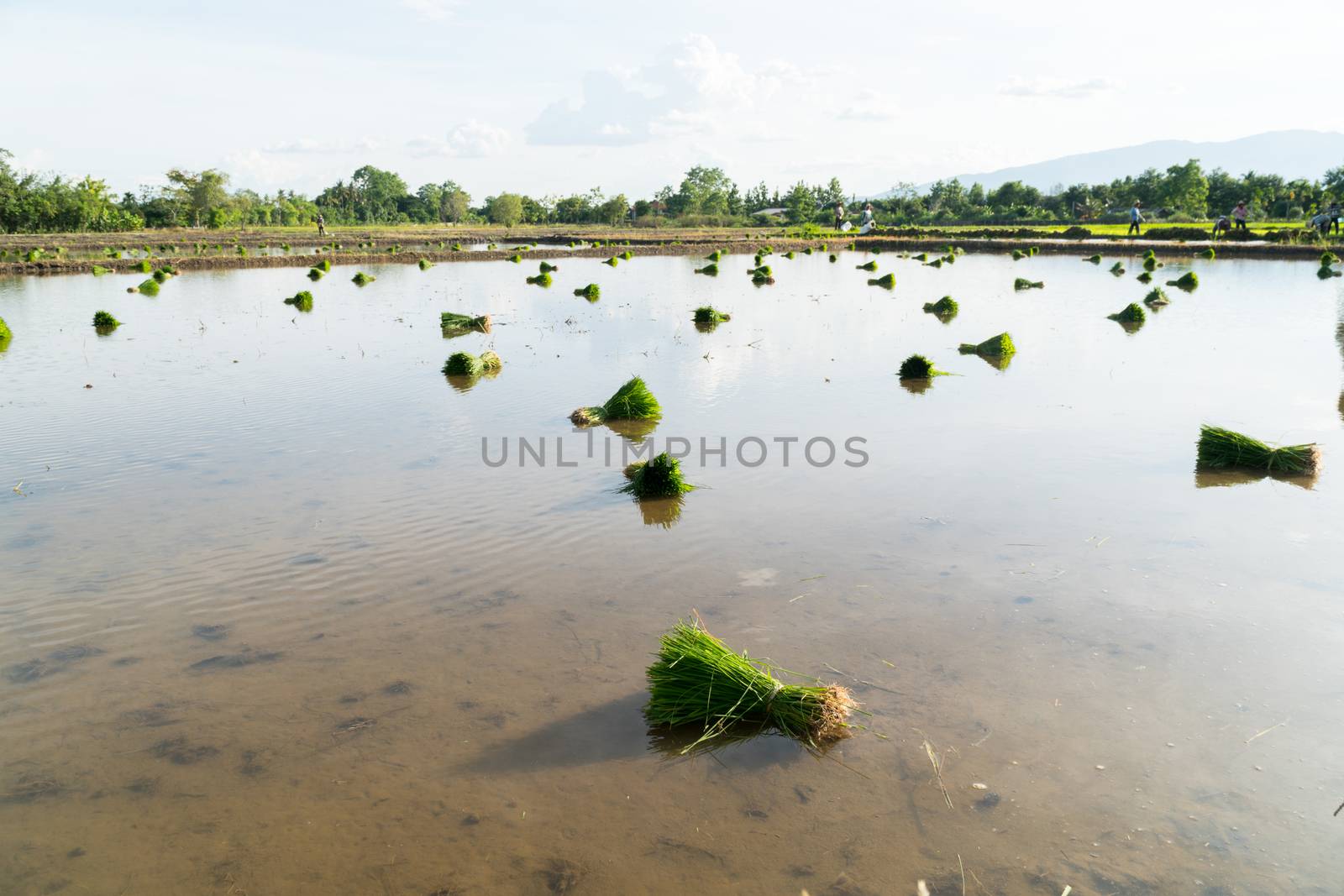 Rice seedlings are bundled together to prepare for planting