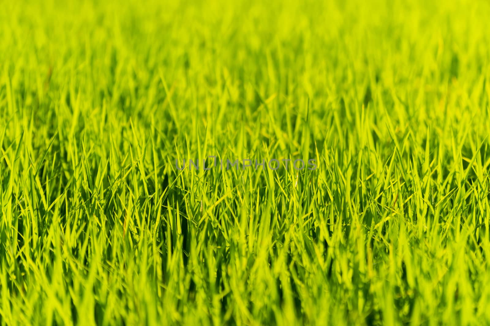 Rice seedlings prepare for planting