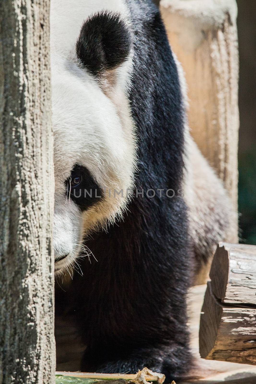 Portrait of old Giant Panda bear close up