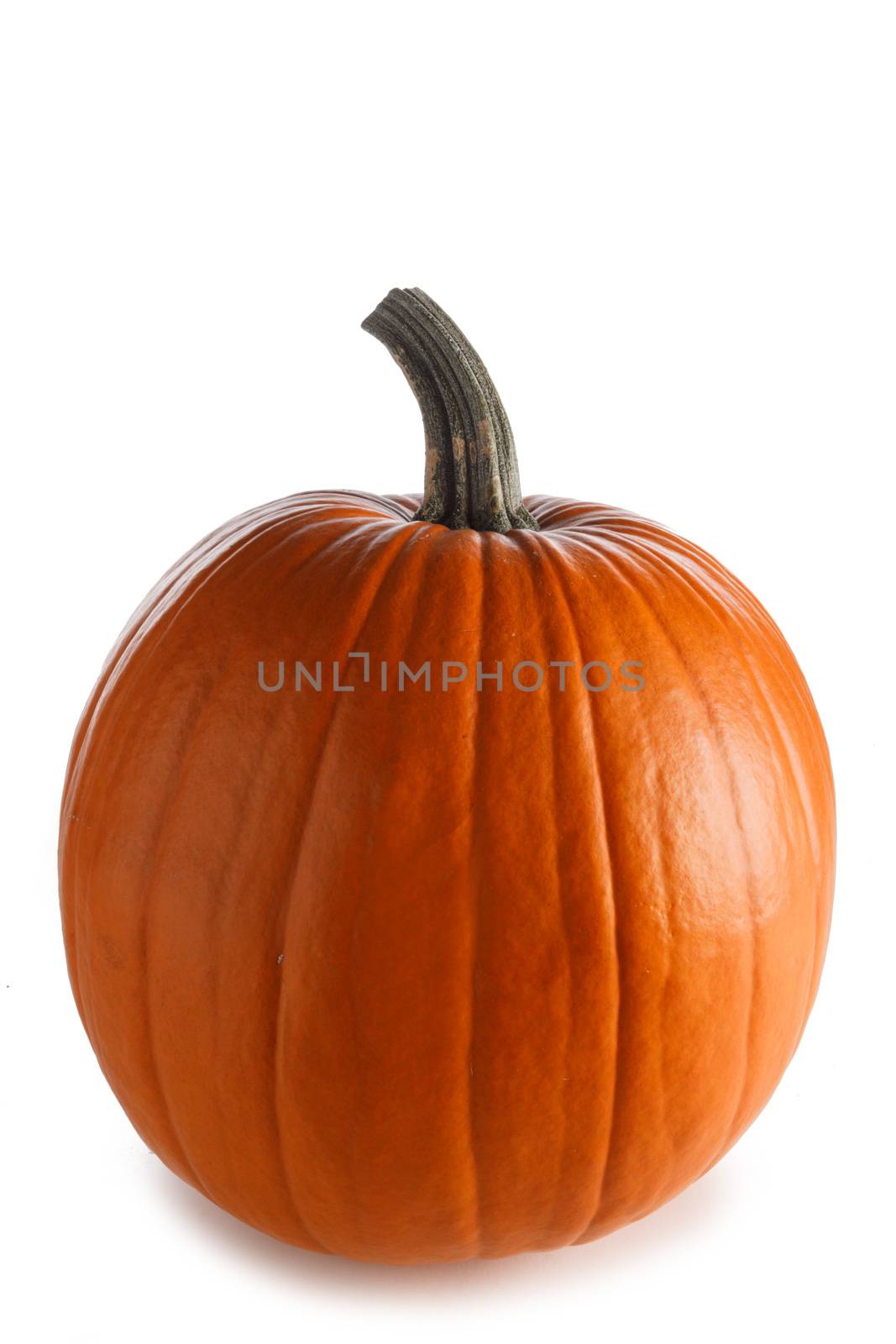 One pumpkin isolated on white background